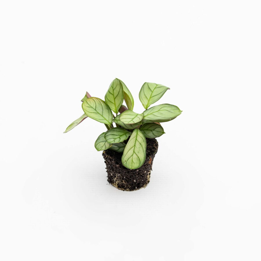 Maranta leuconeura "Amabilis Mint" Baby Plant