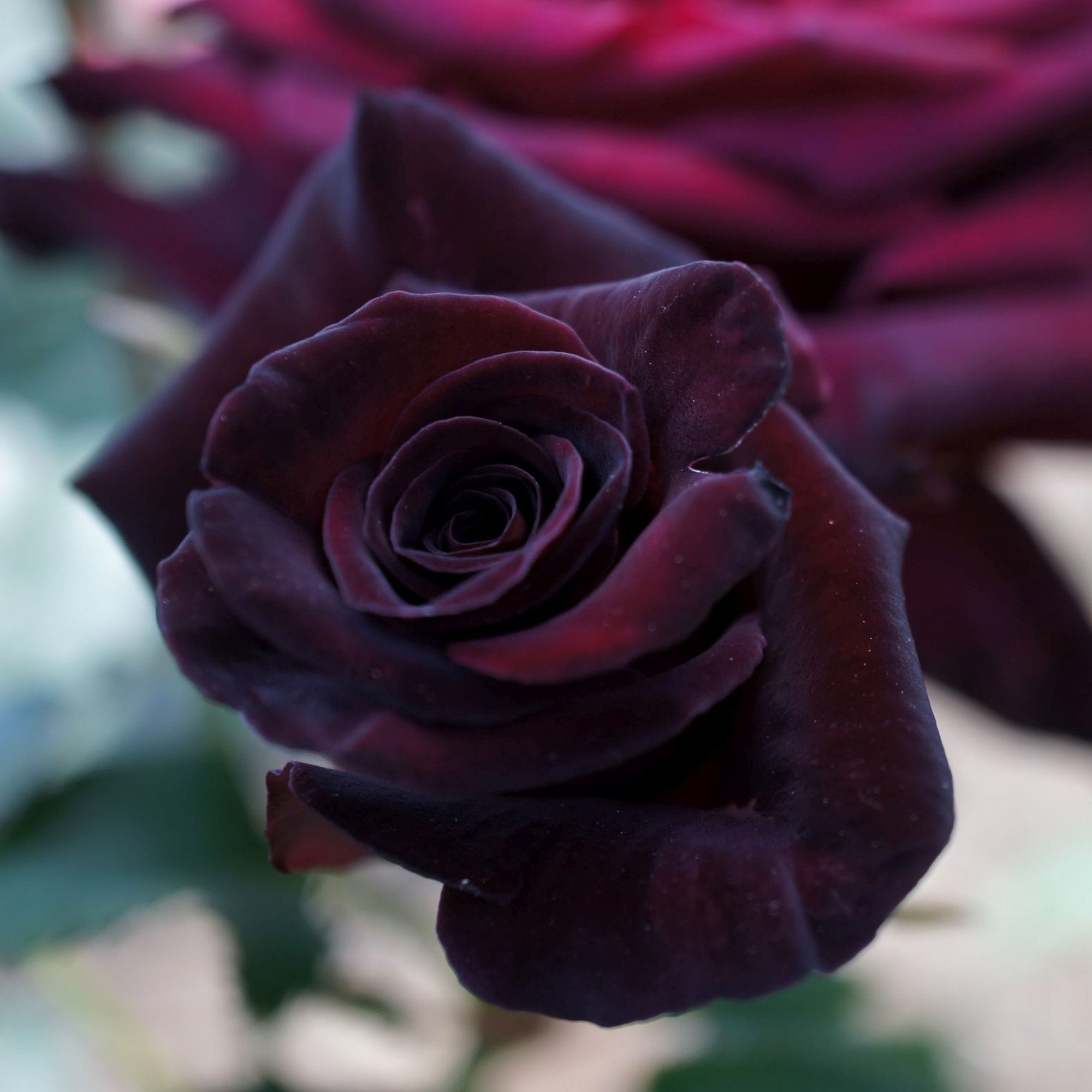 Rosa in vaso Perla Nera (Delurt) » Vendita Piante Online