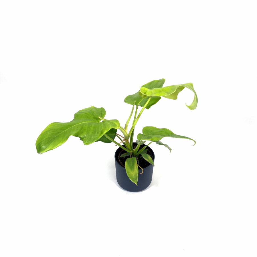 Philodendron "Golden Violin"