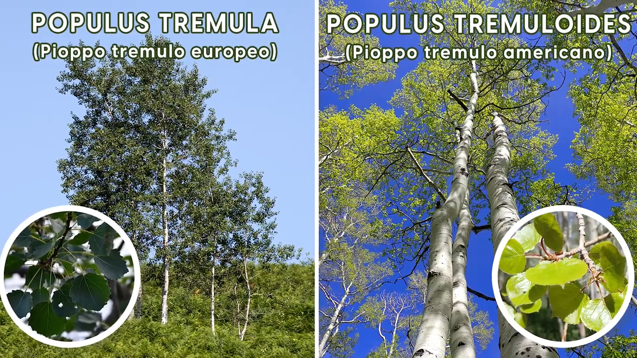 Alberi di Populus tremula (Pioppo tremulo europeo) a sinistra e Populus tremuloides (Pioppo tremulo americano) a destra, con relativo dettaglio delle foglie