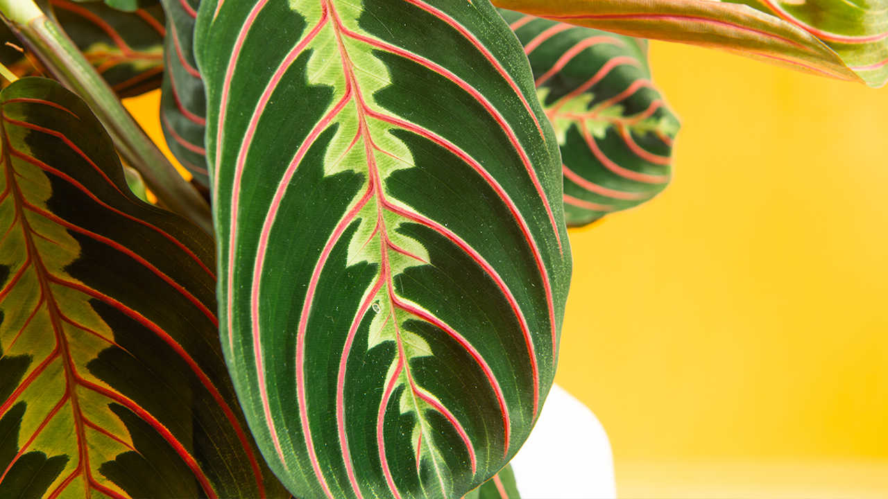 Dettaglio di una foglia della Maranta leuconeura “Fascinator”. Le foglie sono verde scuro, con venature rosse e macchie di verde più chiaro
