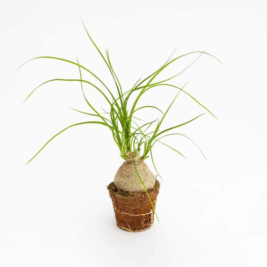 Beaucarnea recurvata Baby Plant
