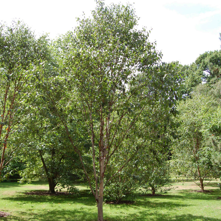 Betula albosinensis "Fascination"