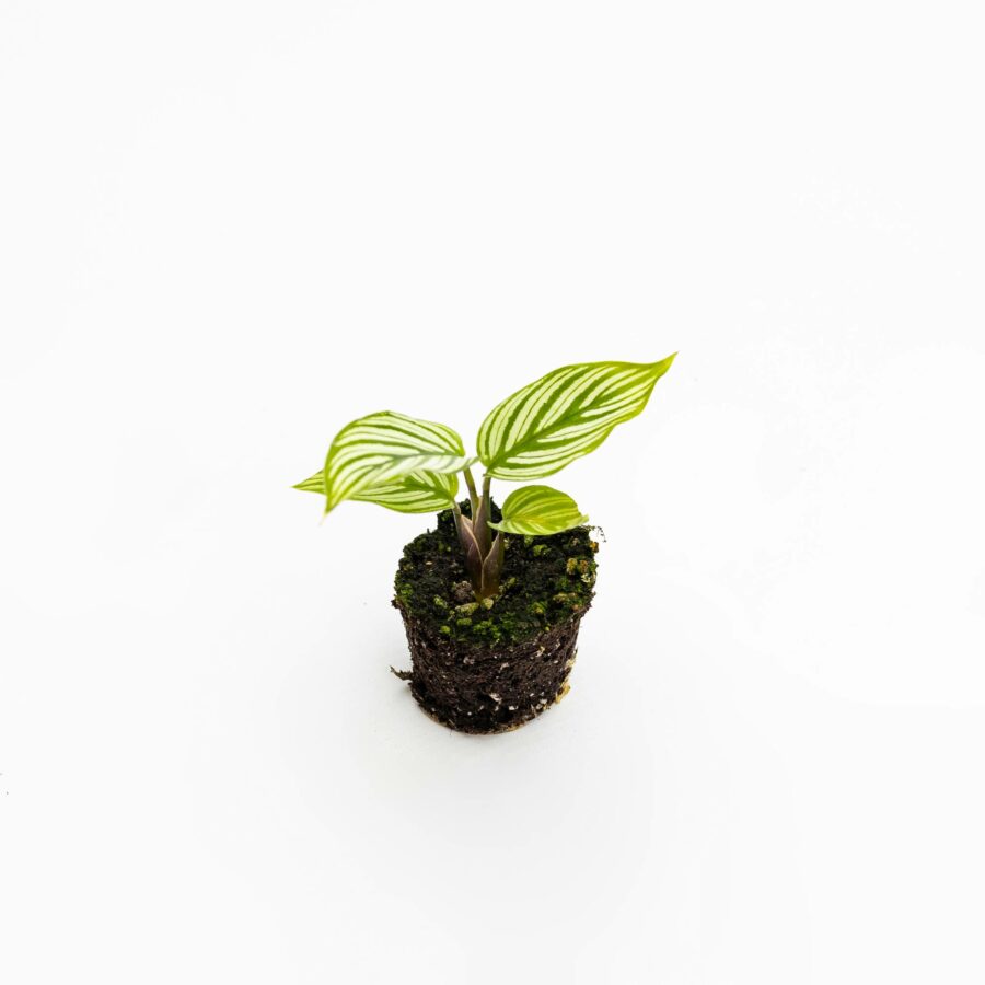 Calathea "Vittata" Baby Plant