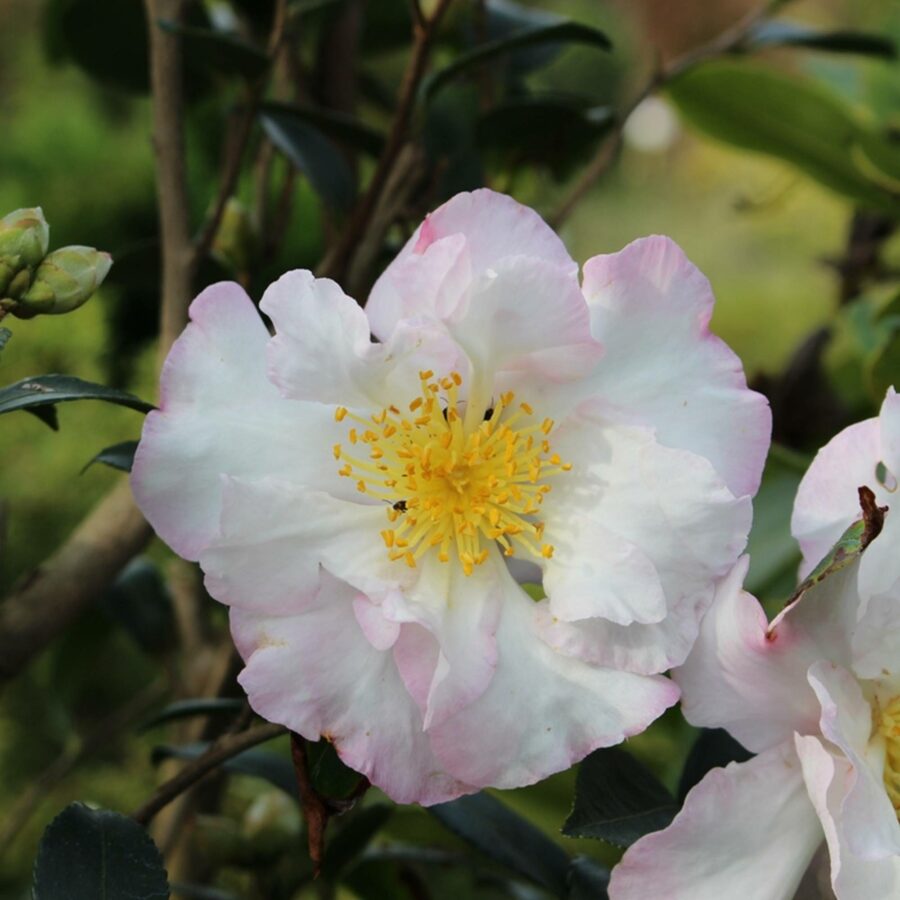 Camellia sasanqua "Hino de Gumo"