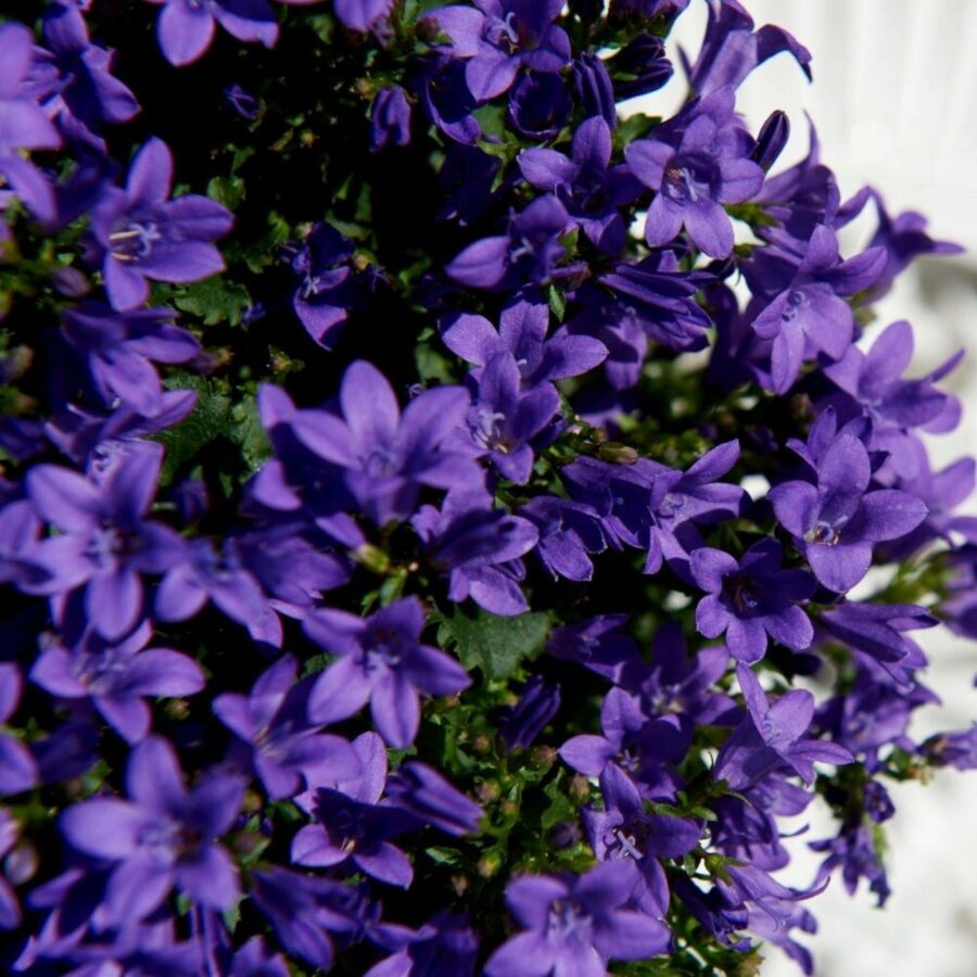 Campanula portenschlagiana "Ambella Lavender"