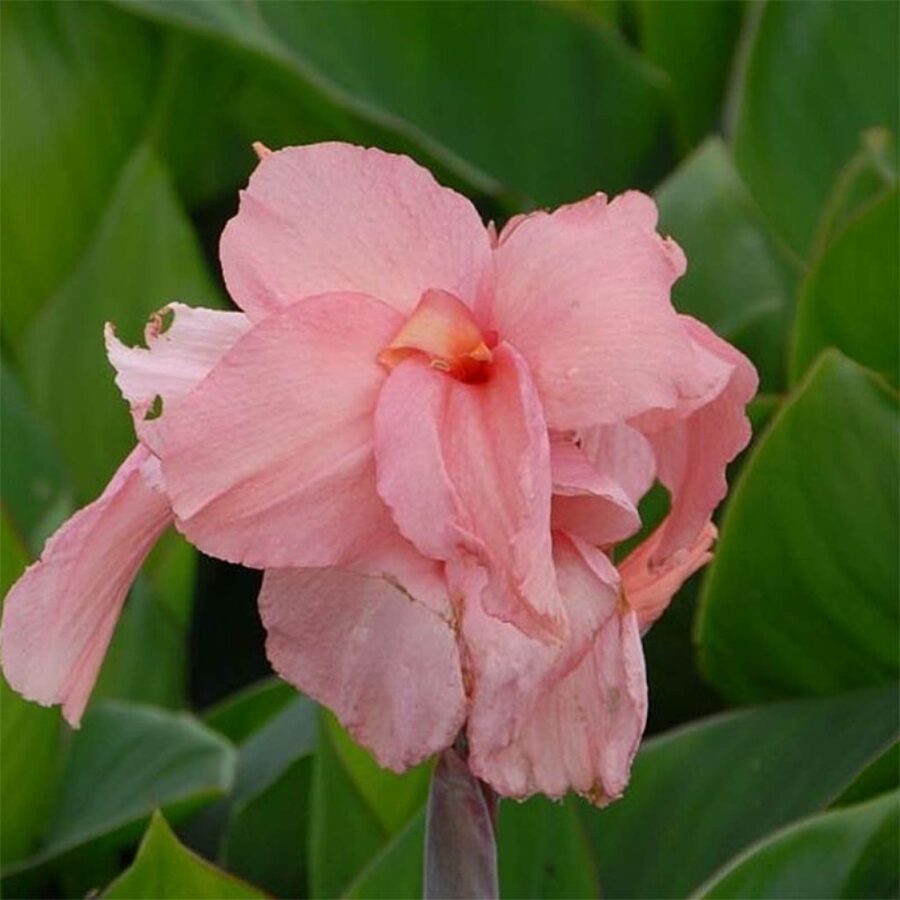 Canna indica Pink President