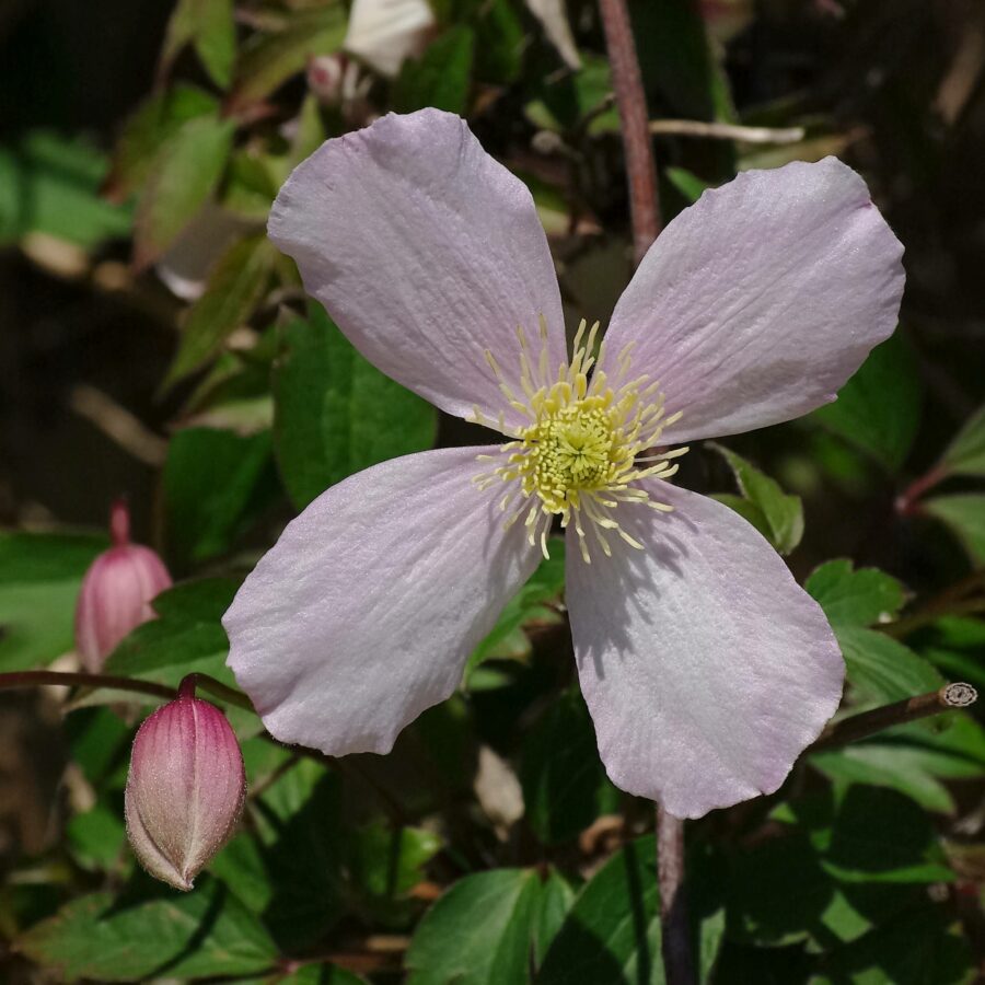 Clematis montana "Fragrant Spring"