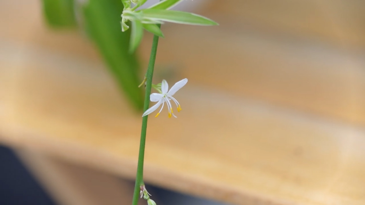 Fiore del Falangio, è piccolo e bianco