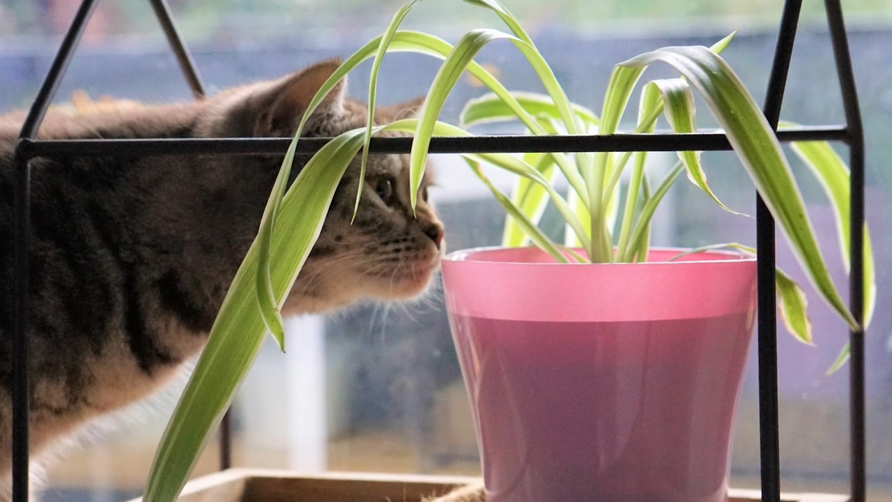 Un gatto si avvicina col muso ad una pianta di Falangio