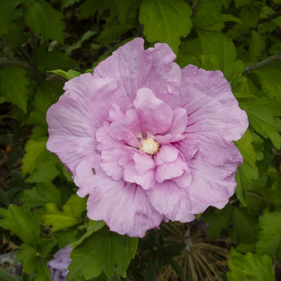 Hibiscus syriacus "LavenderChiffon"