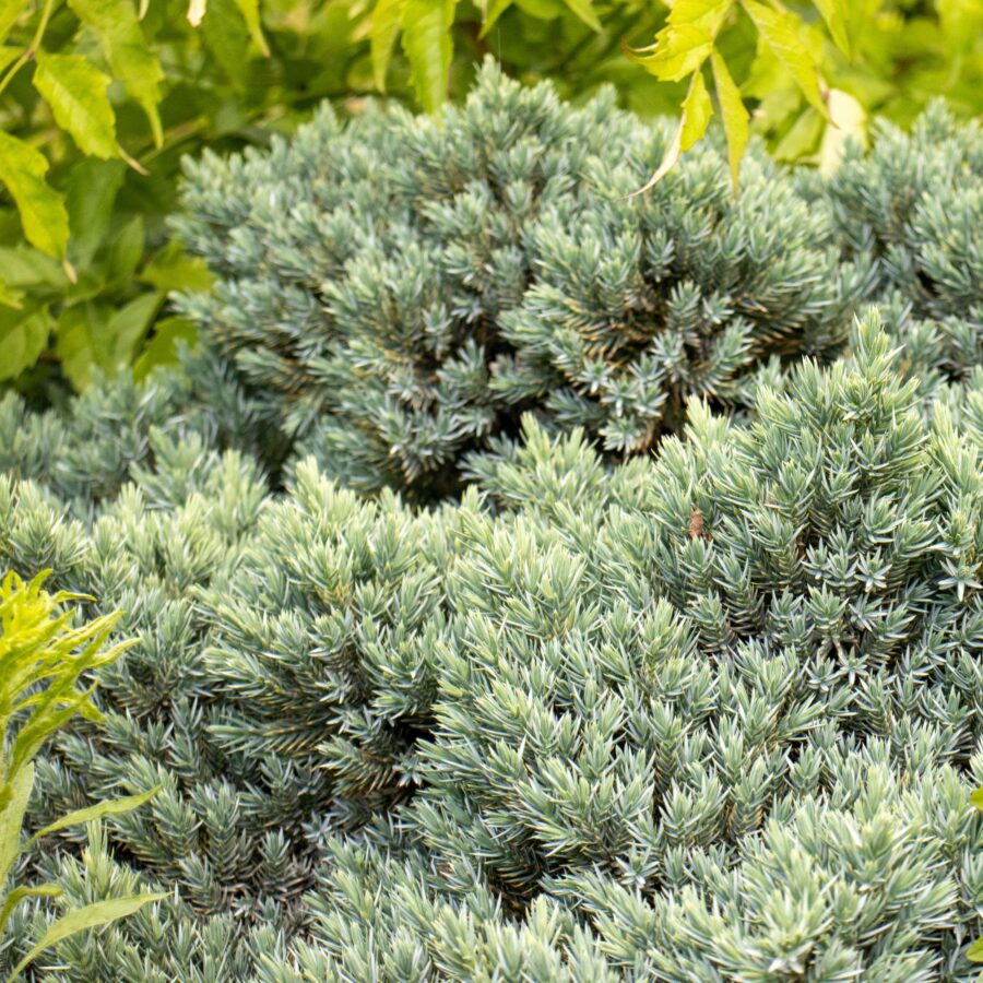 Juniperus squamata "Blue Star"