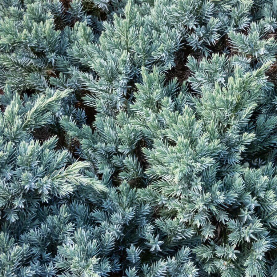 Juniperus squamata "Blue Star"