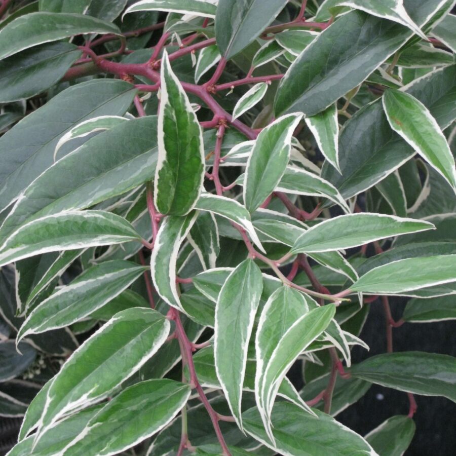 Leucothoe fontanesiana "Whitewater"