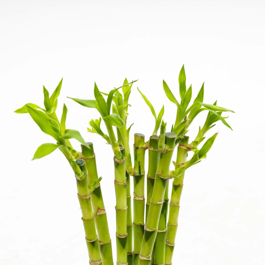Lucky bamboo dritto - venduta 1 pianta