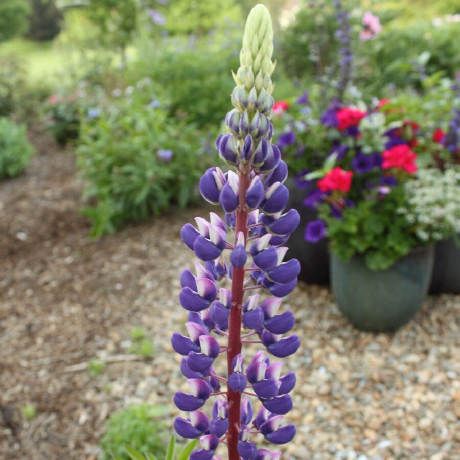 Lupinus polyphyllus Russell "The Governor"