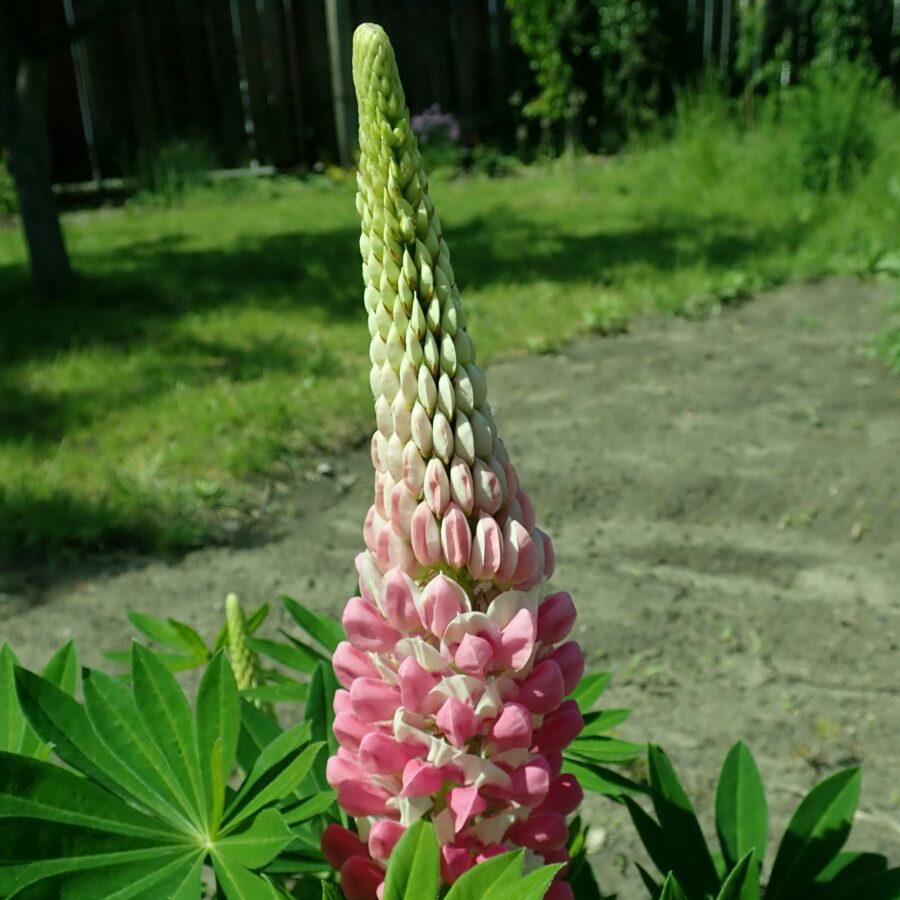 Lupinus polyphyllus Russell "TheChatelaine"