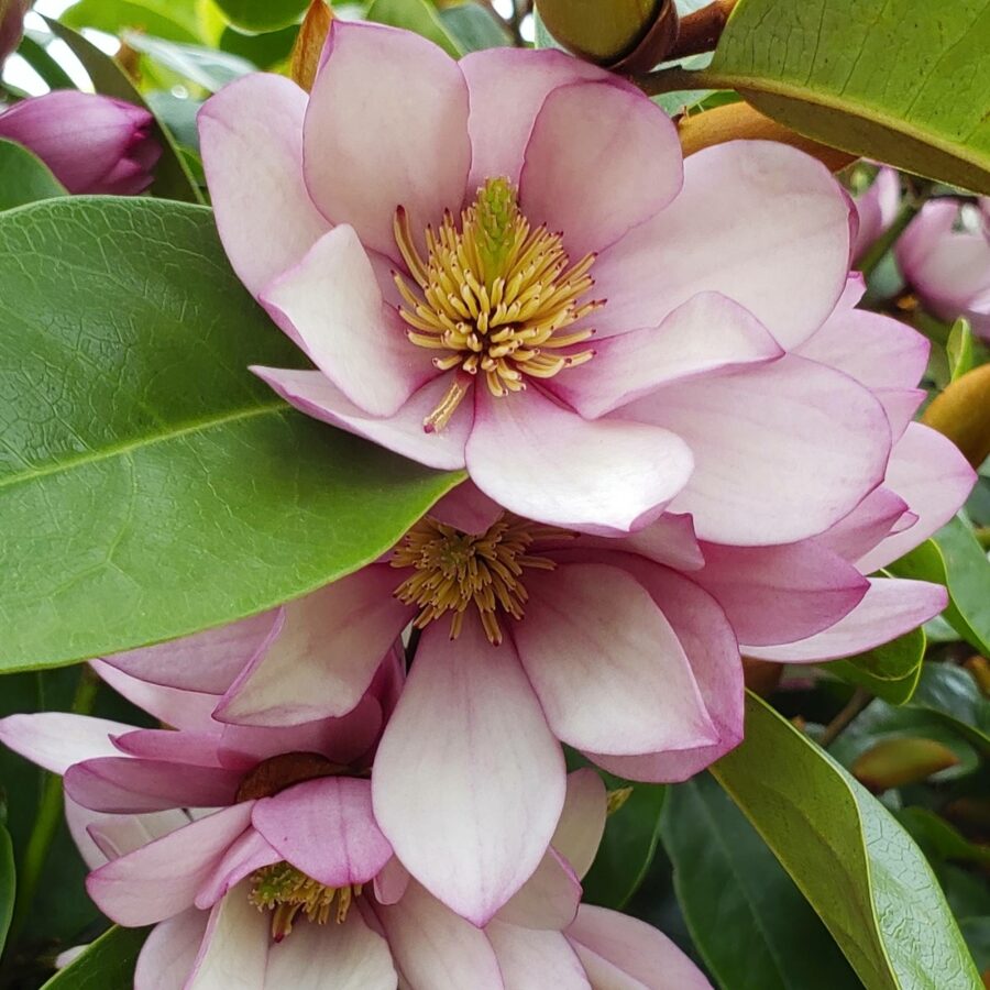 Magnolia "Fairy Blush"