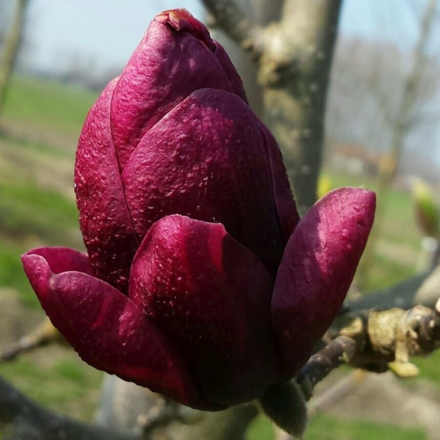 Magnolia "Genie"
