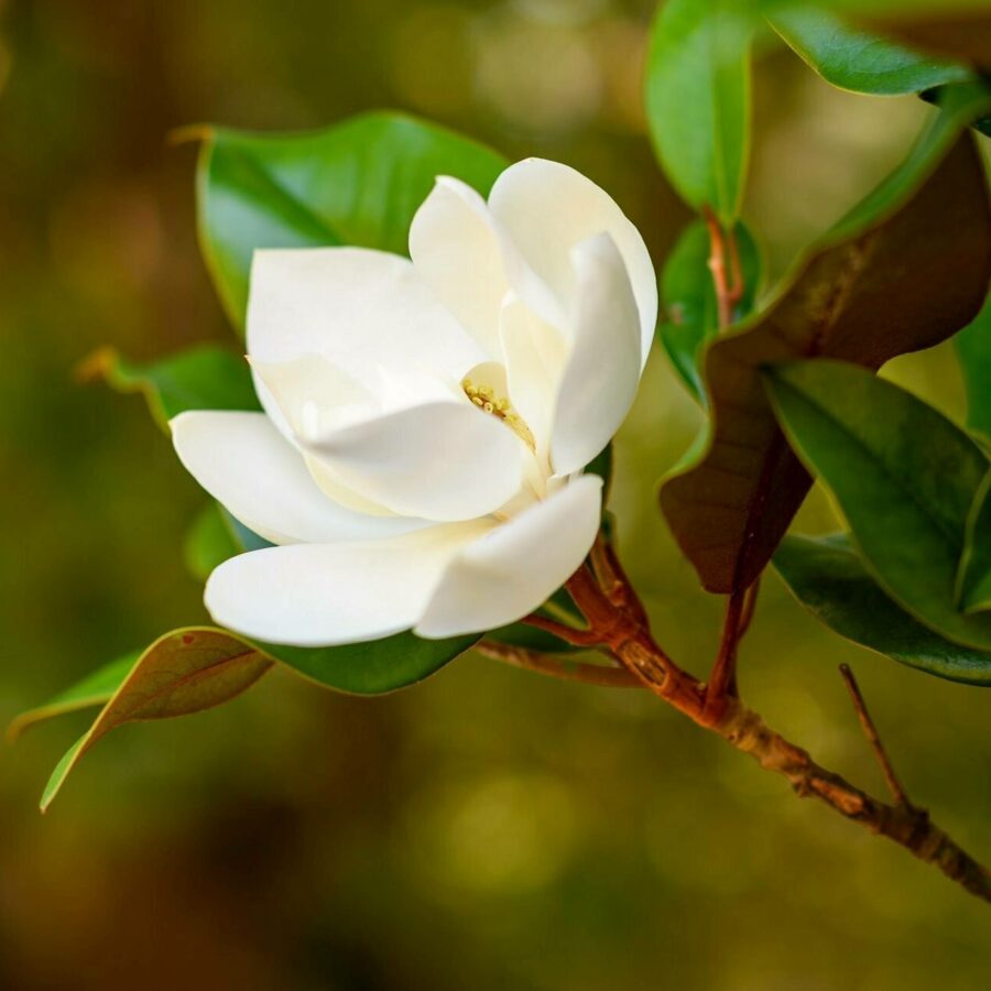 Magnolia grandiflora "Francois Treyve"