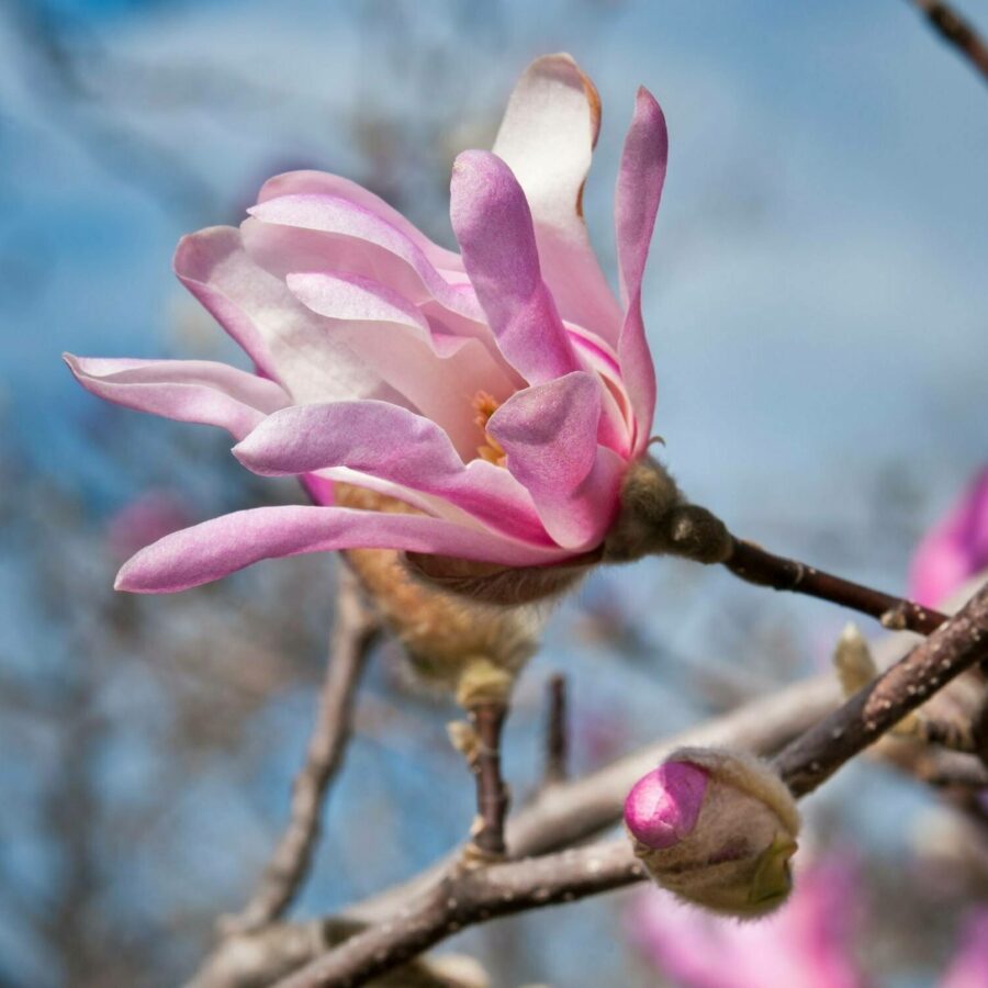 Magnolia x loebneri "Leonard Messel"
