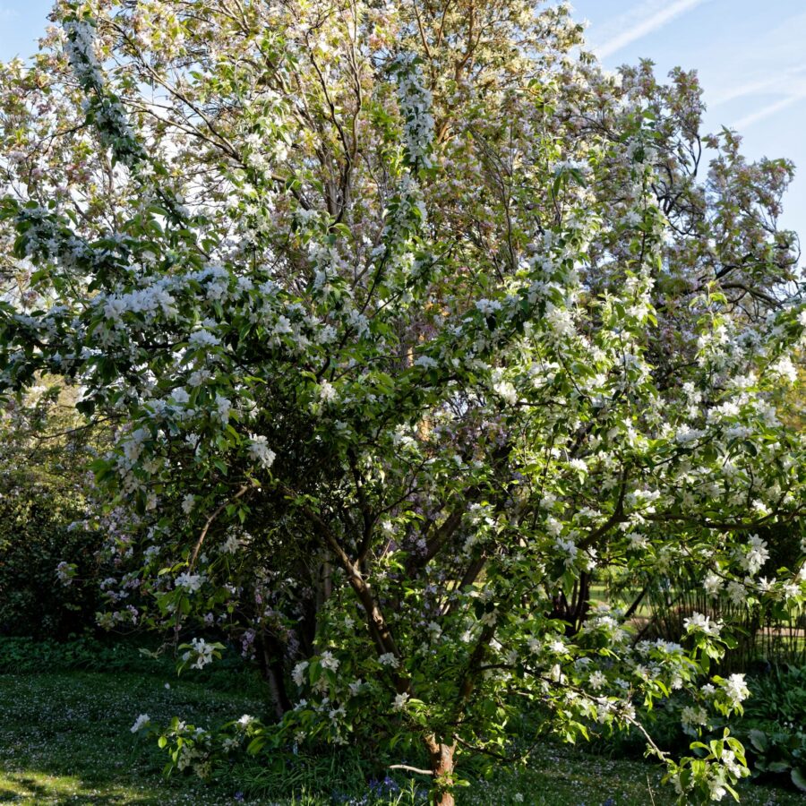 Prunus "Amanogawa"