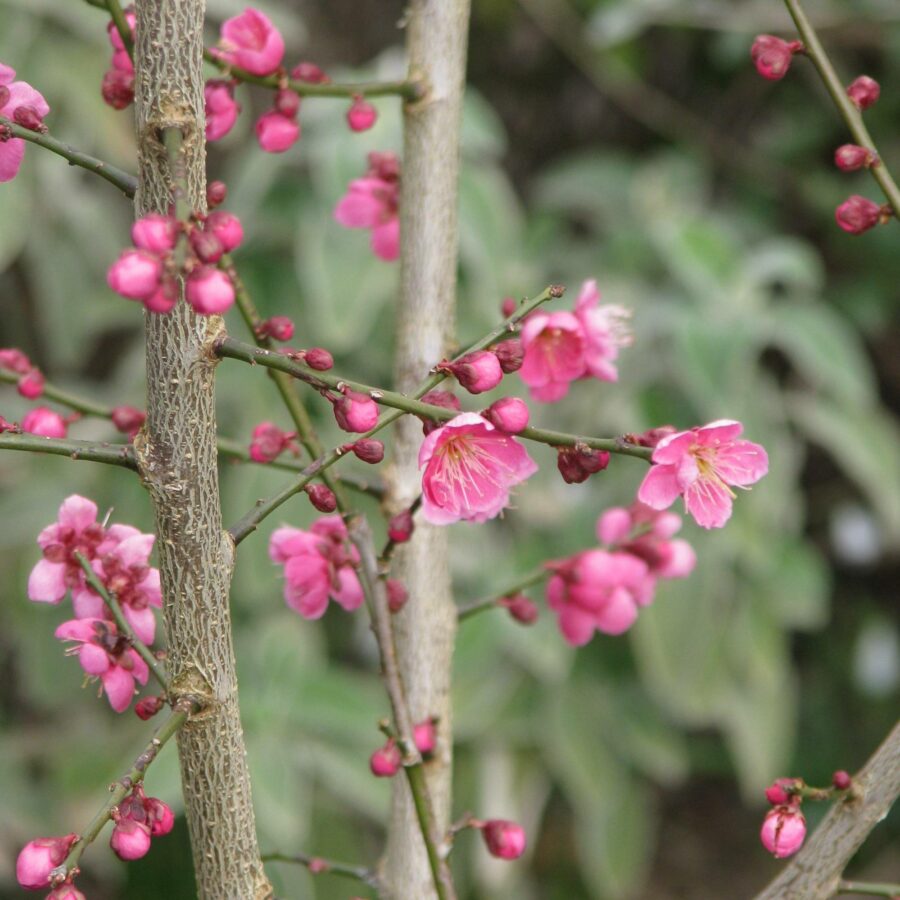 Prunus mume "Beni-chidori"