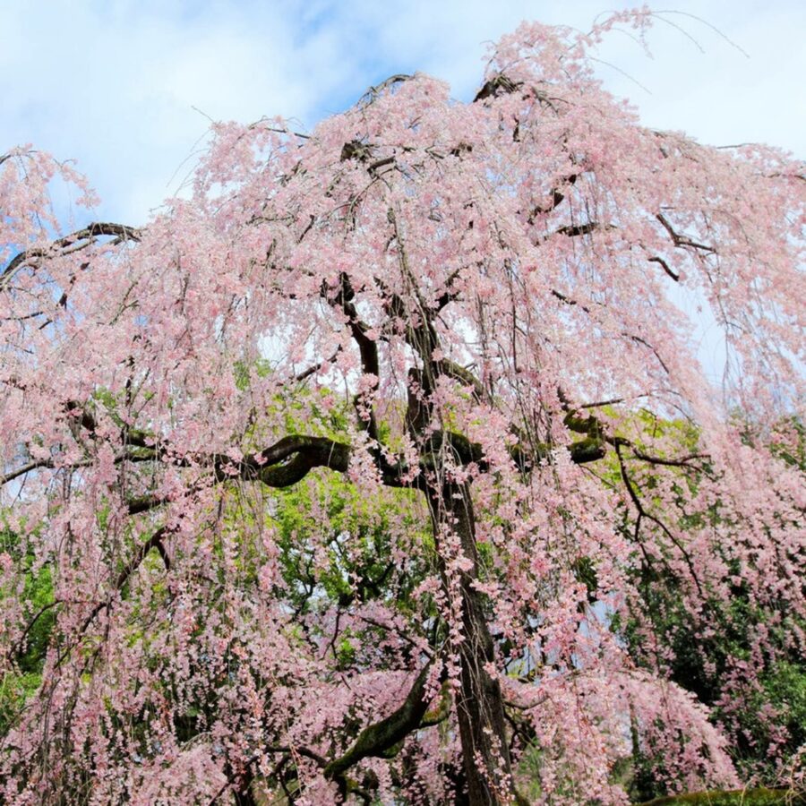 Prunus serrulata "Kiku shidare-zakura"