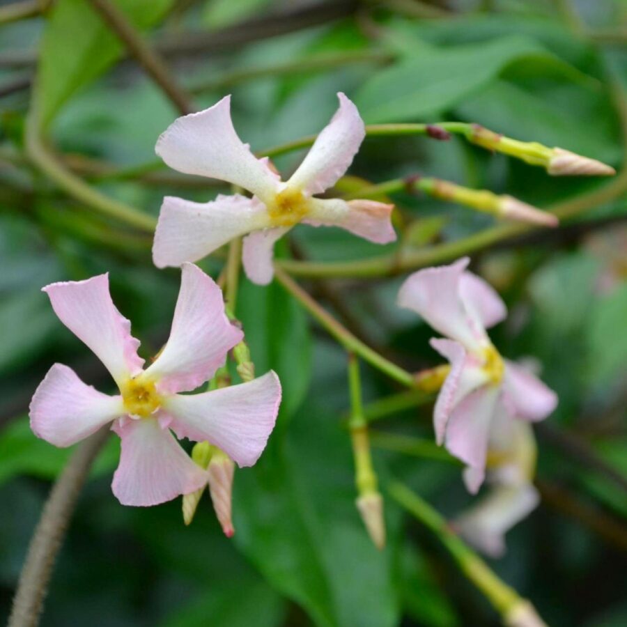 Trachelospermum asiaticum "Pink Shower"