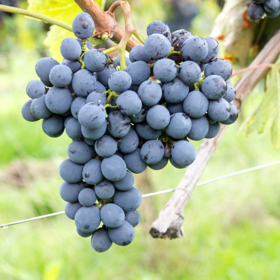 Uva da vino rosso "Sangiovese"