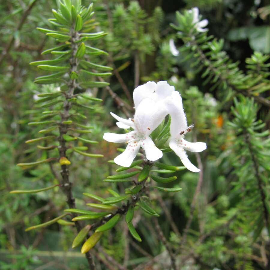 Westringia fruticosa "Bianca"