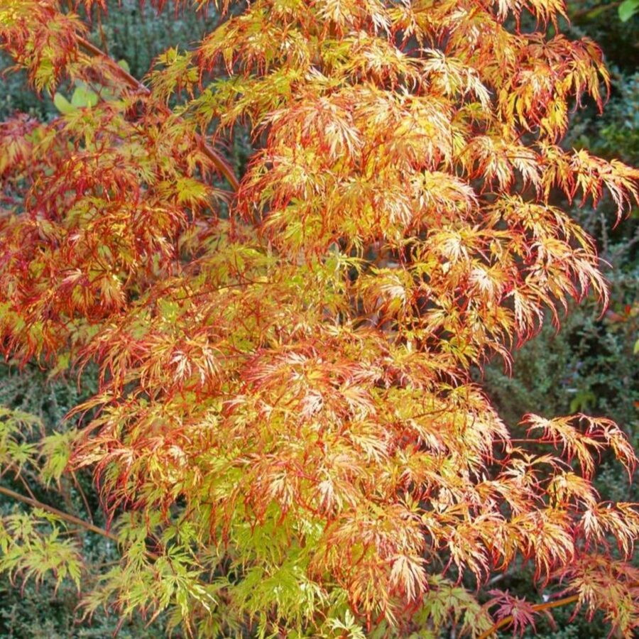 Acer palmatum "Orange Lace"