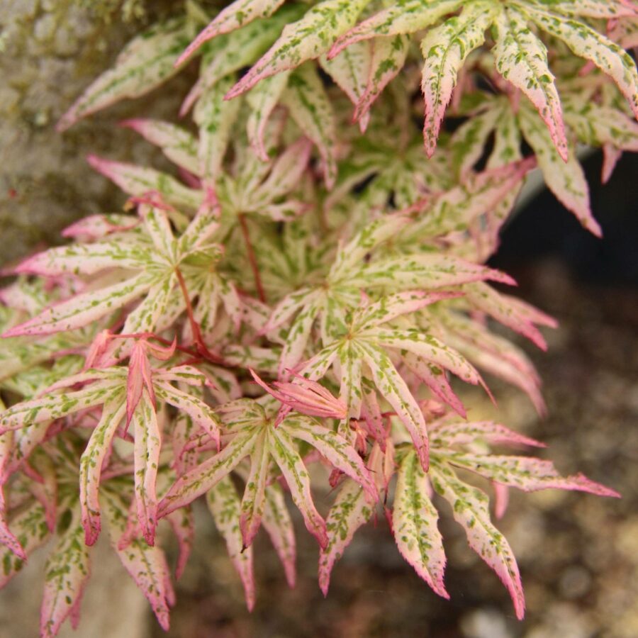 Acer palmatum "Ukigumo"