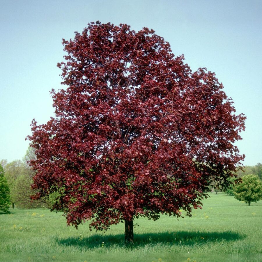 Acer platanoides "Royal Red"