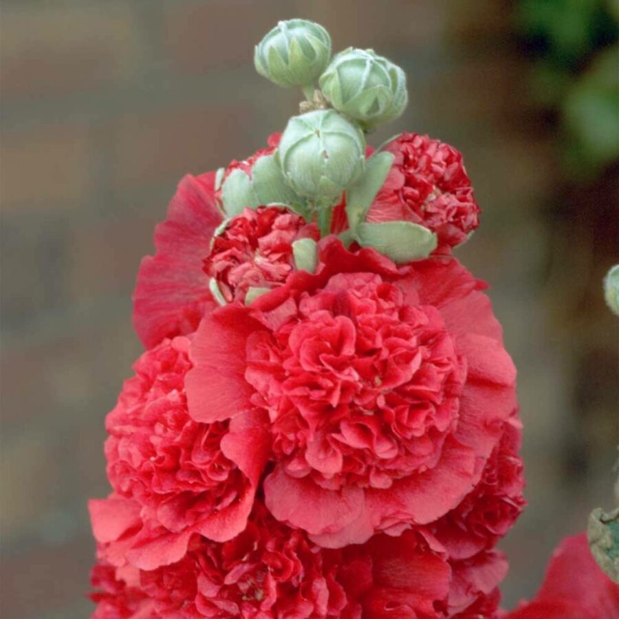 Alcea rosea "Chater's Double Rot"