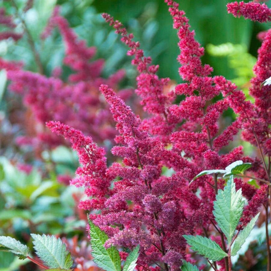 Astilbe chinensis "Vision Red"