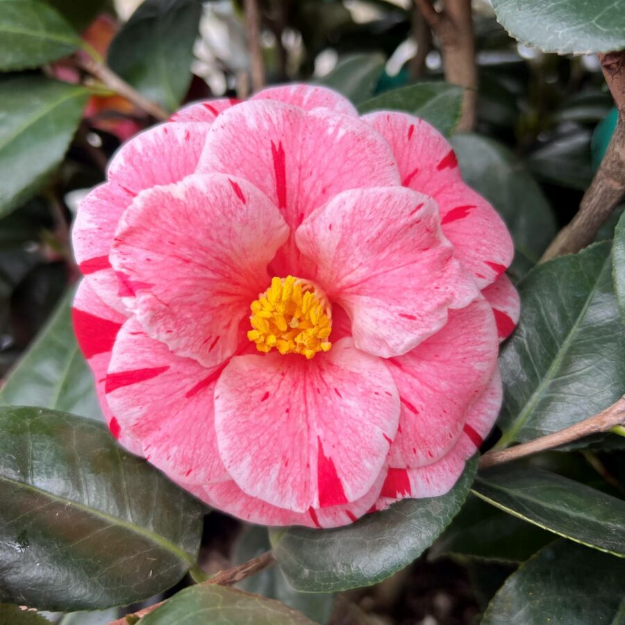 Camellia japonica "Oki-no-nami"