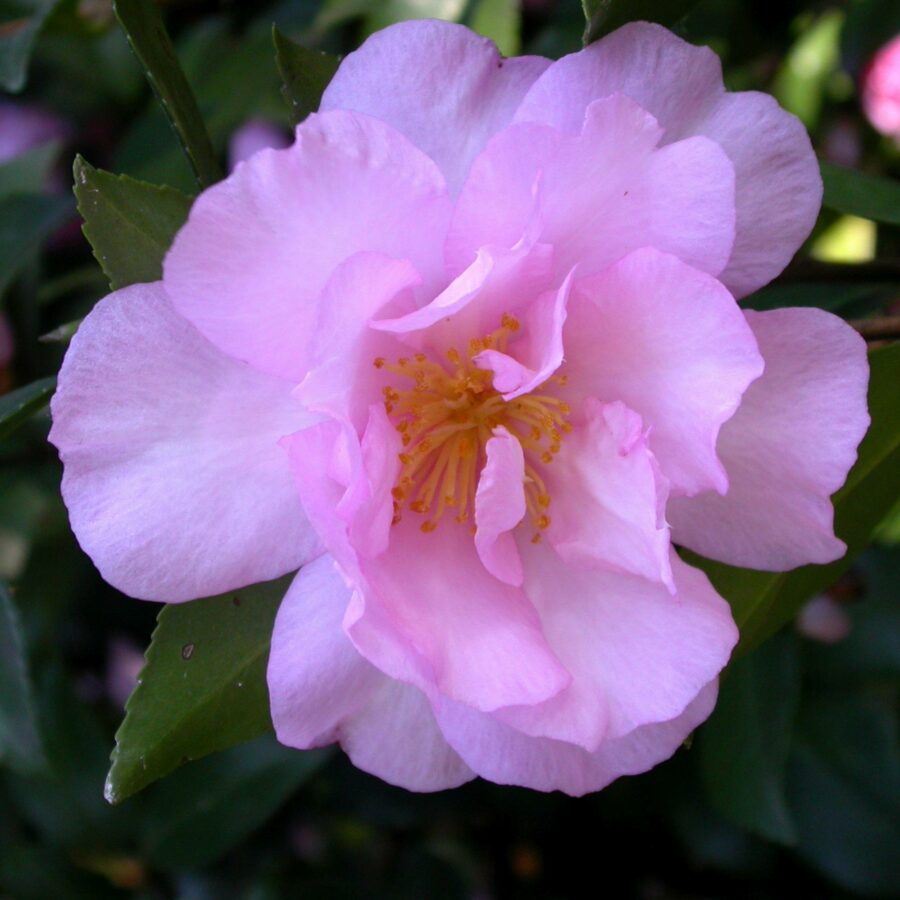 Camellia sasanqua "FLM2"