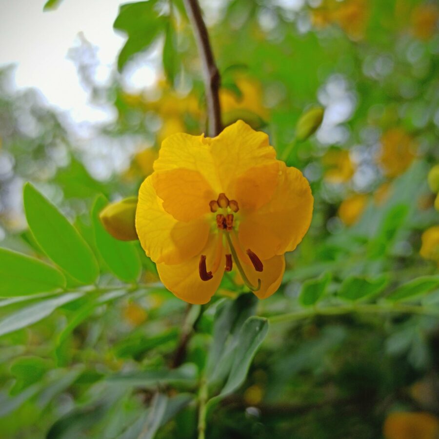 Cassia x floribunda