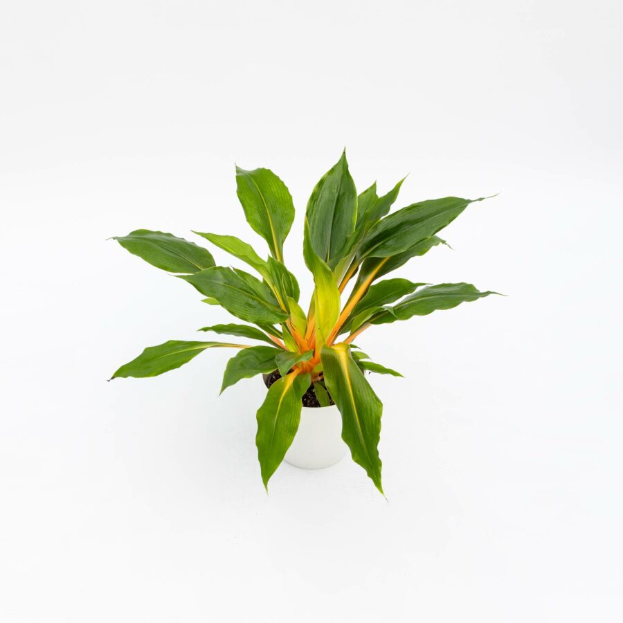 Chlorophytum orchidastrum "Green Orange"