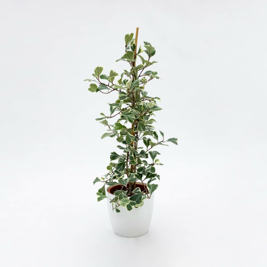 Ficus triangularis "Sweetheart"