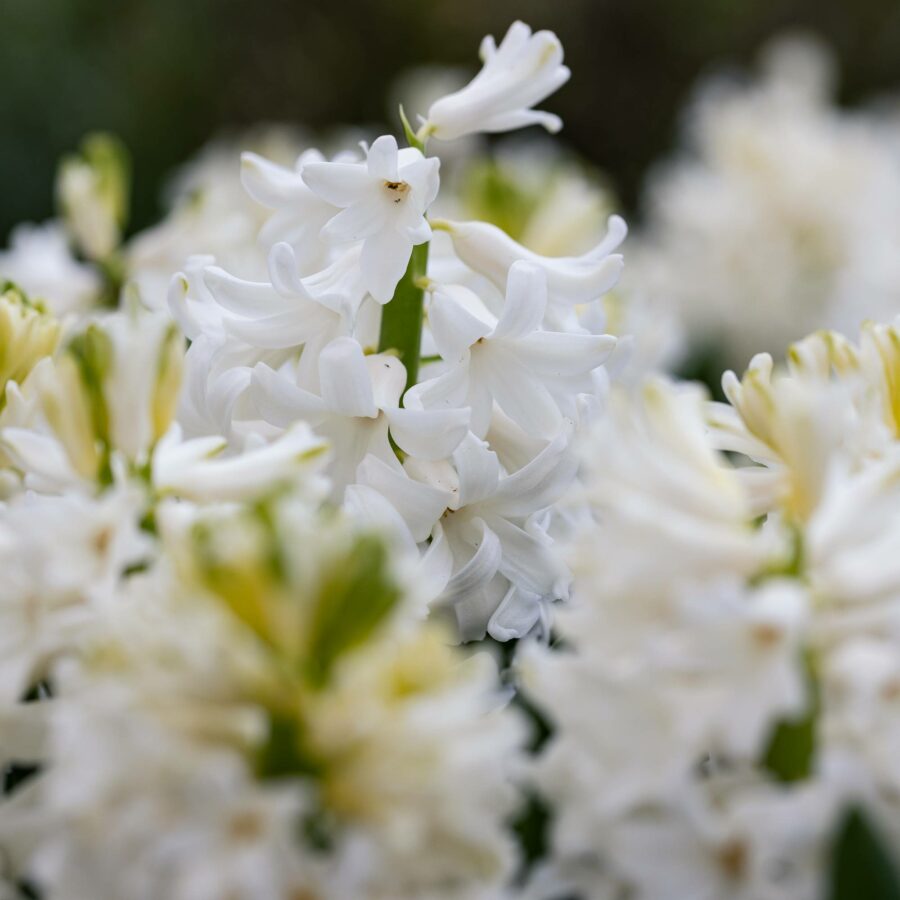 Giacinto orientalis "White Pearl"