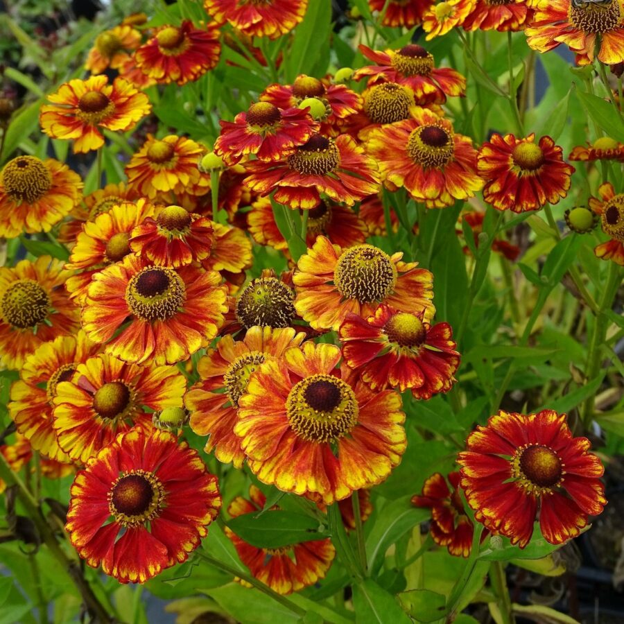 Helenium "Can Can"