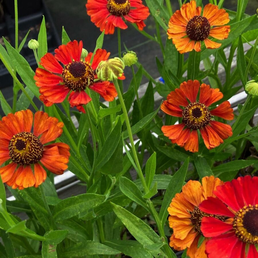 Helenium "Red Army"