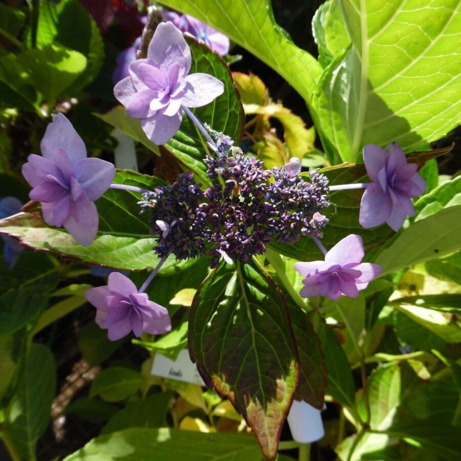 Hydrangea macrophylla "Etoile Violette"