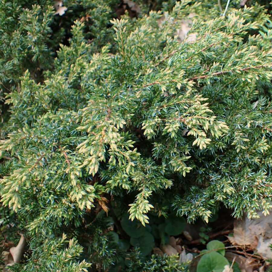 Juniperus communis "Repanda"