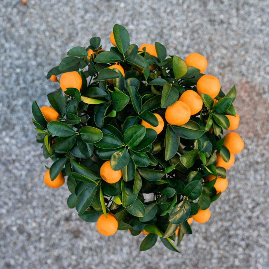 Kumquat obovata