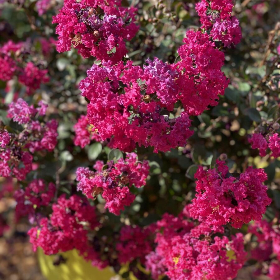 Lagerstroemia indica "Gourmet Red Red Wine"