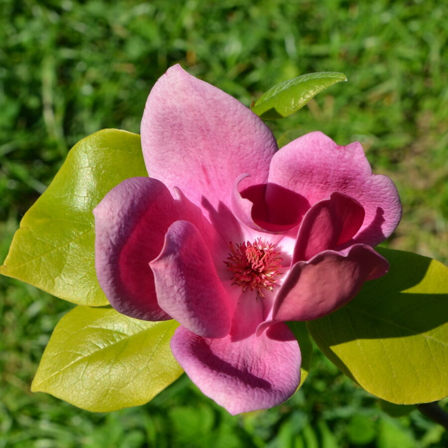 Magnolia "Cleopatra"