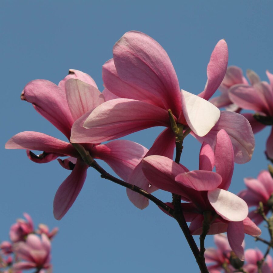 Magnolia "Galaxy"